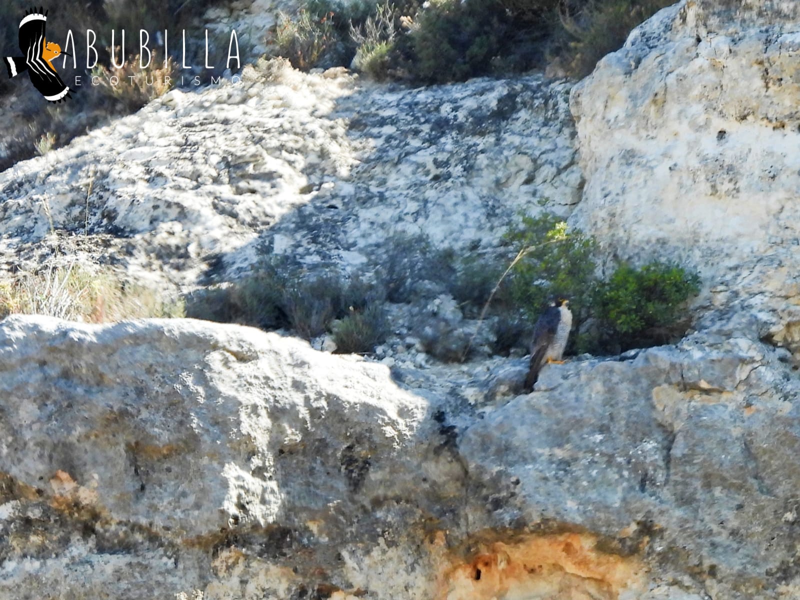 halcón-peregrino-hembra