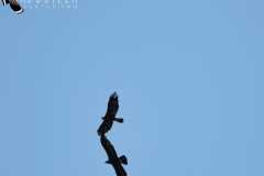 Pareja-de-águilas-reales-de-Adrada-de-Haza-y-abejaruco-en-vuelo
